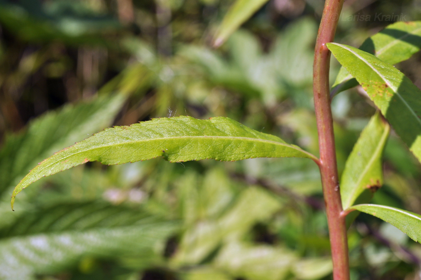 Изображение особи Penthorum chinense.