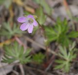 Geranium columbinum. Цветок. Восточный Крым, хр. Биюк-Янышар, каменистая степь. 25 апреля 2021 г.