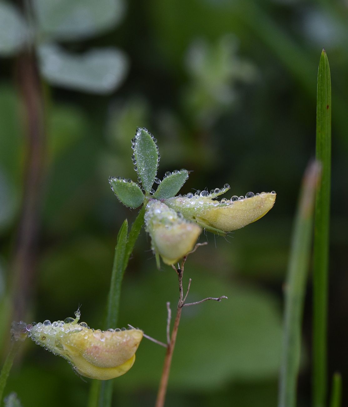 Image of Lotus corniculatus specimen.