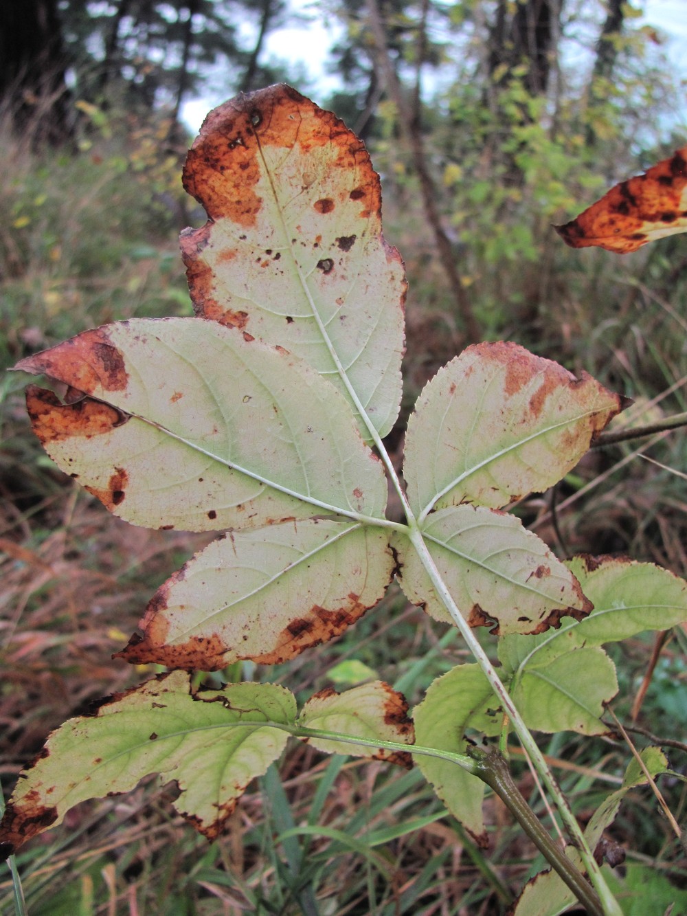 Image of Staphylea colchica specimen.