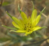 Tragopogon dubius подвид major. Соцветие. Челябинская обл., Октябрьский р-н, с. Кочердык, ПП оз. Сладкое. 21.08.2010.