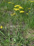 Tephroseris integrifolia. Цветущее растение. Кемеровская обл., окр. г. Кемерово, остепнённый луг. 27.05.2009.