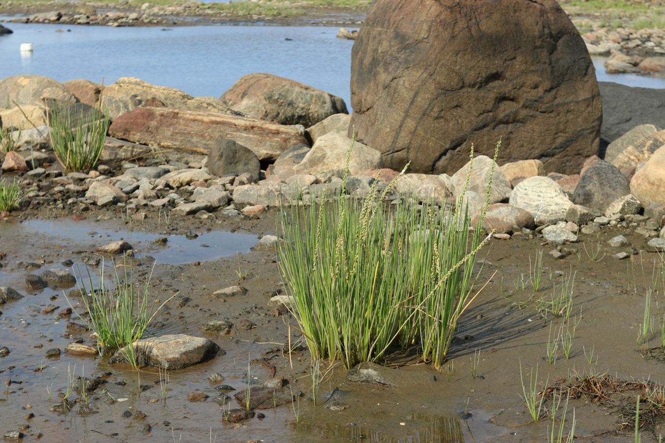 Image of Triglochin maritima specimen.