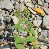 Euphorbia nutans. Верхушка побега с цветами и плодами. Краснодарский край, Черноморское побережье Кавказа, территория м/о г. Геленджик, окр. хут. Прасковеевка, щебнистый берег реки. 24 сентября 2017 г.