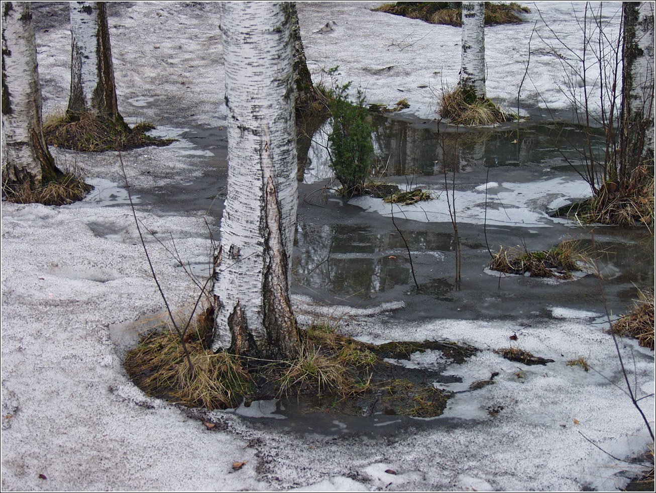 Image of Betula pendula specimen.