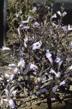 Strobilanthes anisophylla. Часть кроны с цветками ('Brunetthy'). Испания, автономное сообщество Каталония, провинция Жирона, комарка Баш-Эмпорда, муниципалитет Палафружель, ботанический сад \"Кап-Роч\". 19.03.2023.