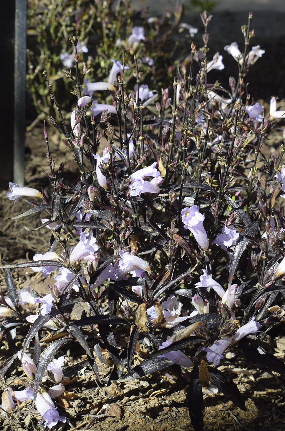 Изображение особи Strobilanthes anisophylla.