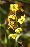 Epimedium colchicum