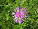 Centaurea jacea. Соцветие. Ярославская обл., Угличский р-н, берег р. Корожечна. 23.07.2008.