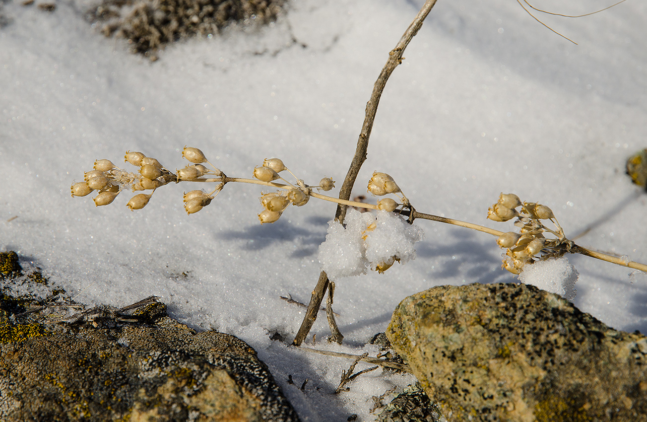 Image of Silene klokovii specimen.
