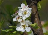 Изображение особи. Автор - Виталий Гуменюк