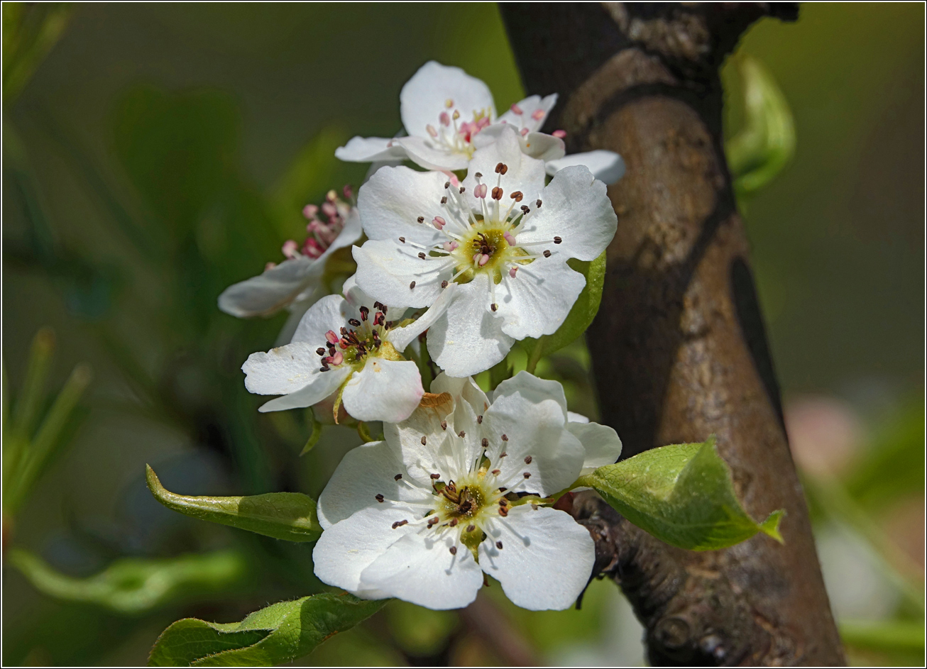 Image of Pyrus communis specimen.