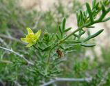 Malacocarpus crithmifolius