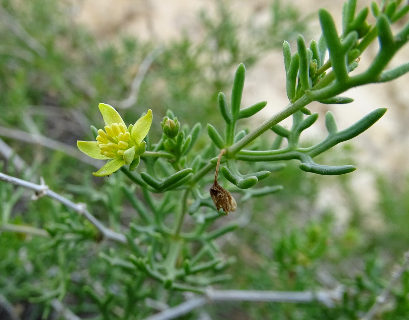 Изображение особи Malacocarpus crithmifolius.