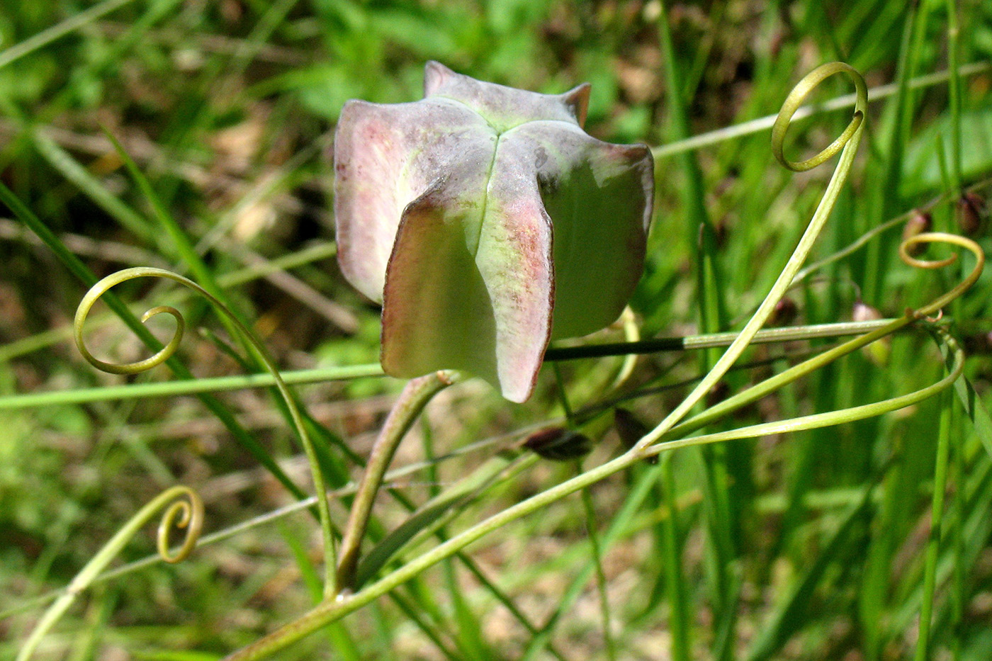 Изображение особи Fritillaria ruthenica.