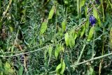 Vicia villosa. Верхушки побегов с незрелыми плодами. Грузия, Самцхе-Джавахети, окр. пещерного монастыря Вардзиа, каменистый участок лугового склона. 13.06.2023.