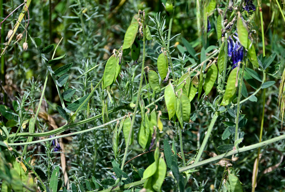 Изображение особи Vicia villosa.