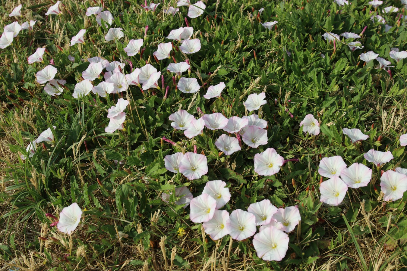 Image of Convolvulus arvensis specimen.