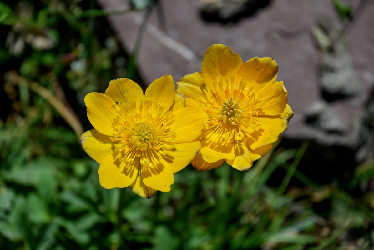 Изображение особи Trollius dschungaricus.