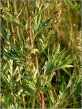 Artemisia vulgaris