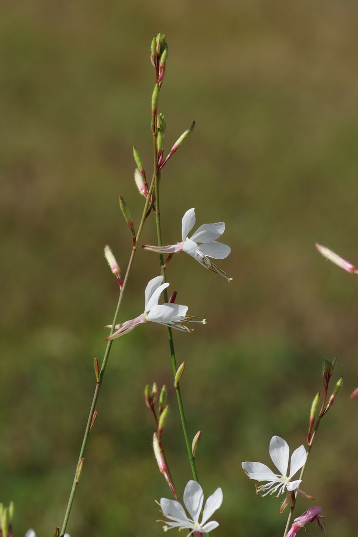 Изображение особи семейство Onagraceae.