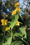 Lysimachia vulgaris. Верхушка цветущего и плодоносящего растения. Казахстан, Туркестанская обл., Байдибекский р-н, горы Каратау, верховья левого притока р. Улькен Бугунь, на берегу реки под пологом ясеневого (Fraxinus sogdiana) леса. 13 августа 2023 г.