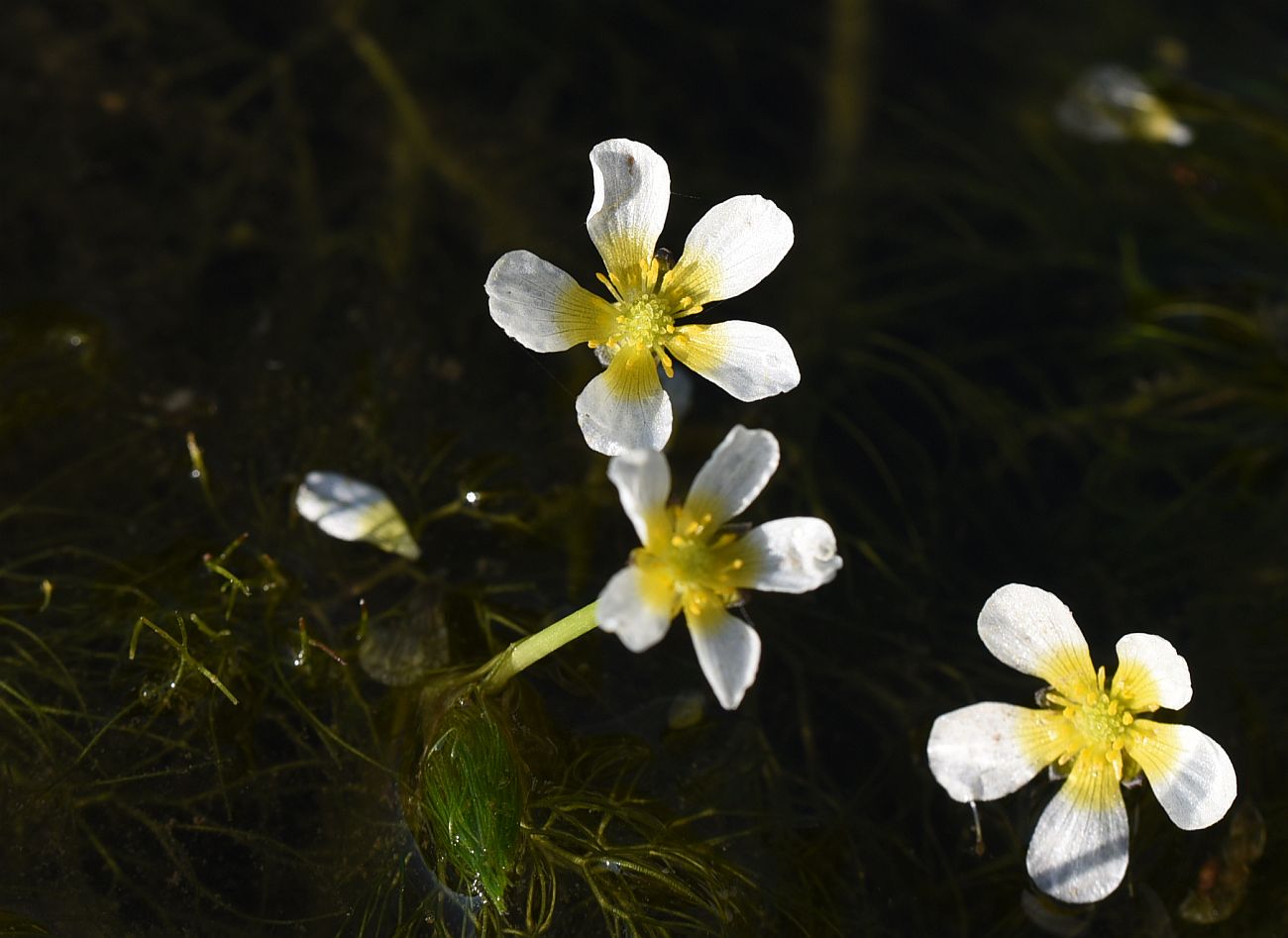 Image of genus Batrachium specimen.