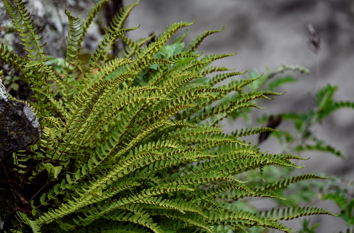 Image of Woodsia polystichoides specimen.