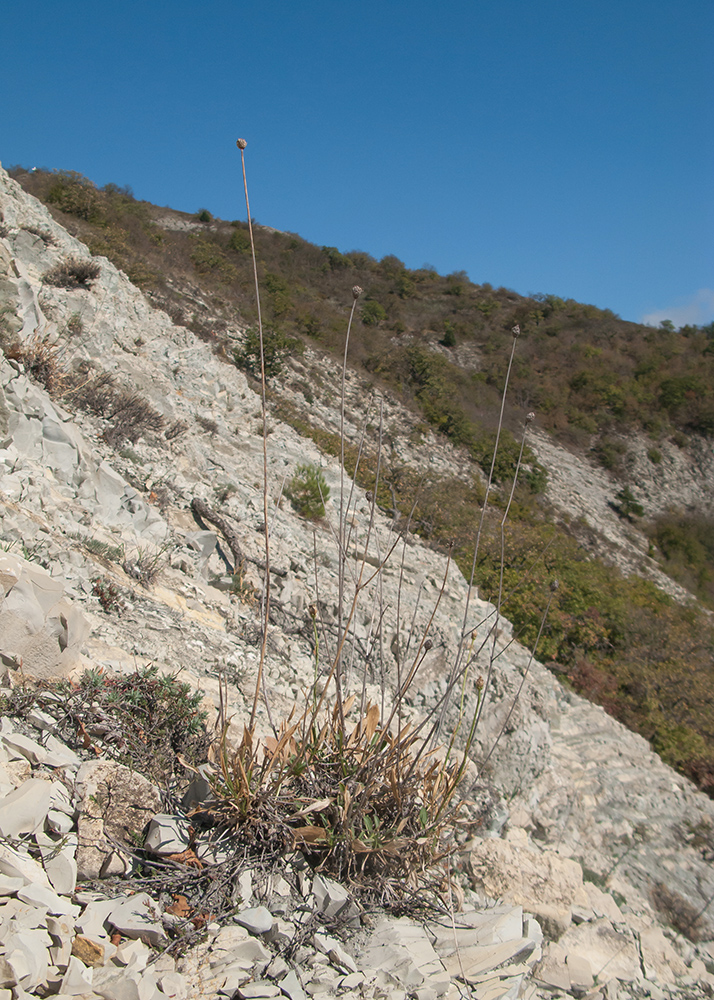 Изображение особи Cephalaria coriacea.