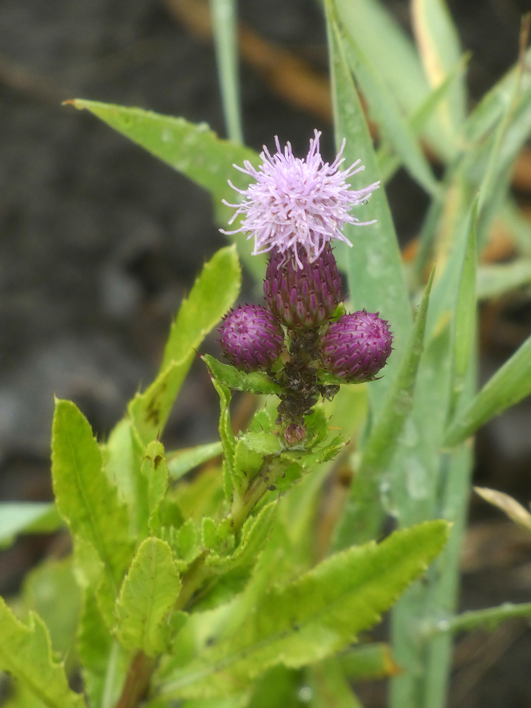 Image of Cirsium arvense specimen.