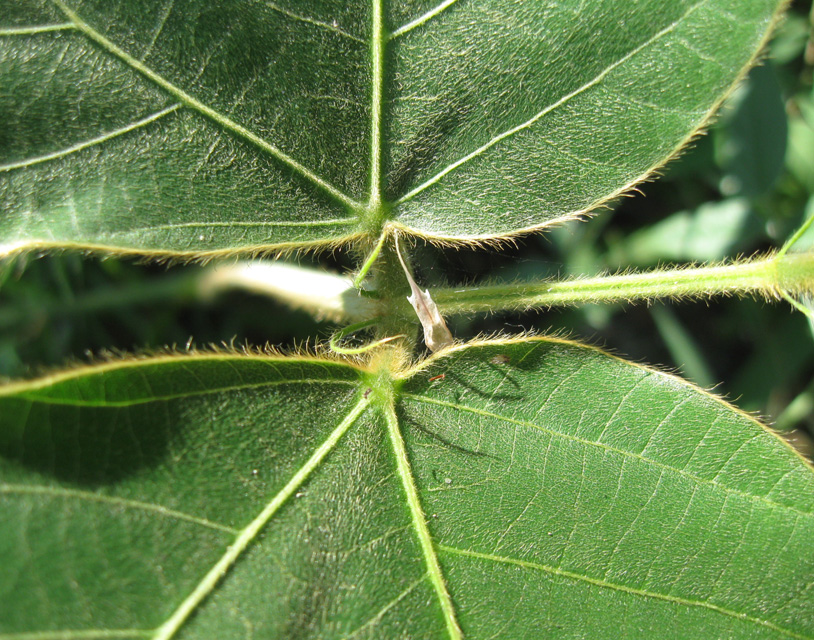 Image of Pueraria lobata specimen.
