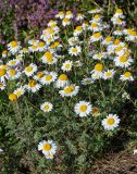 Anthemis ruthenica. Цветущие растения в сообществе с Salvia. Чечня, Итум-Калинский р-н, окр. с. Ведучи, ≈ 1500 м н.у.м., луговой склон. 27.07.2022.