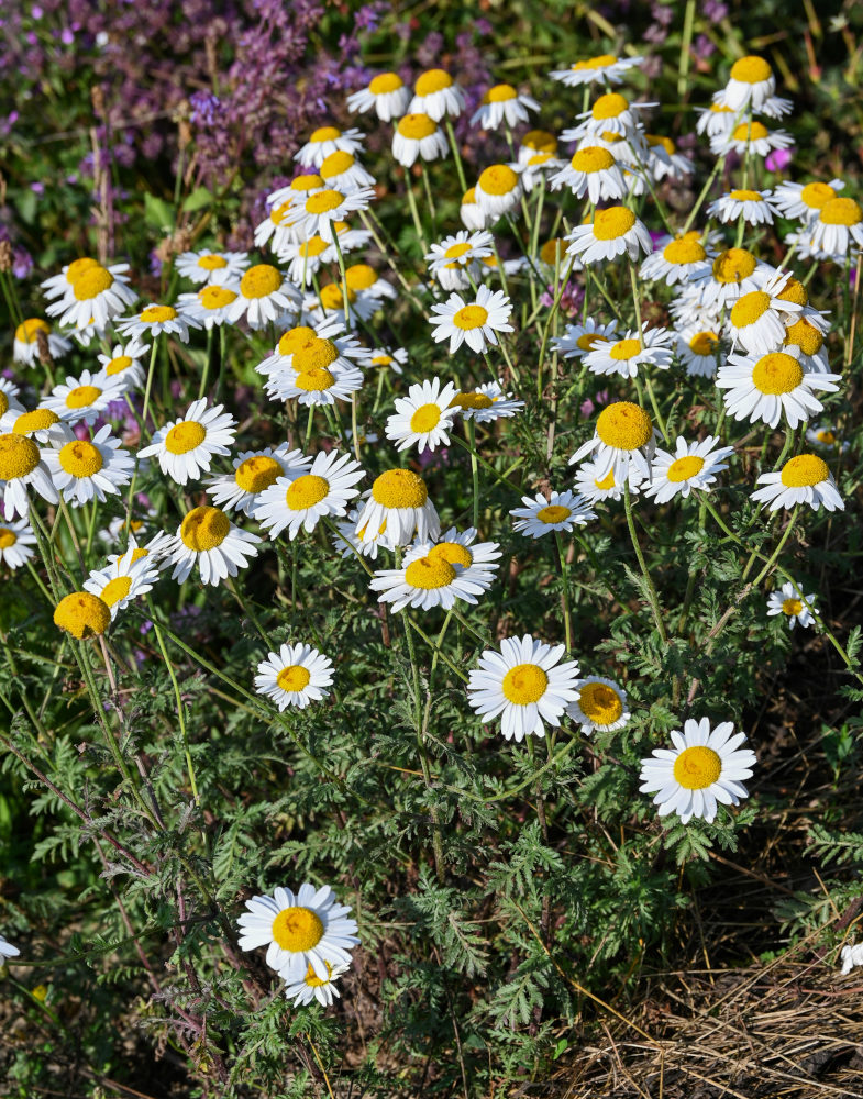 Image of Anthemis ruthenica specimen.
