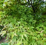 Acer palmatum. Листья и соплодия. Бельгия, Западная Фландрия, г. Брюгге, берег канала. Октябрь.