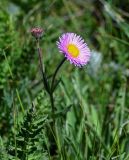 Erigeron venustus. Верхушка цветущего растения. Армения, обл. Гегаркуник, берег оз. Севан, гора Артаниш, ≈ 2400 м н.у.м., субальпийский луг. 23.06.2022.