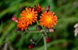 Pilosella aurantiaca. Соцветия. Сахалин, Корсаковский гор. округ, окр. с. Новиково, приморский луг. 15.08.2022.