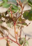 Rosa acicularis