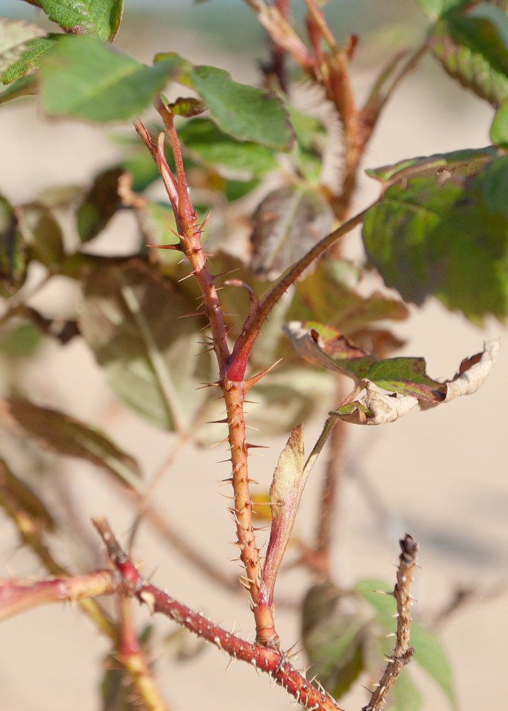 Image of Rosa acicularis specimen.