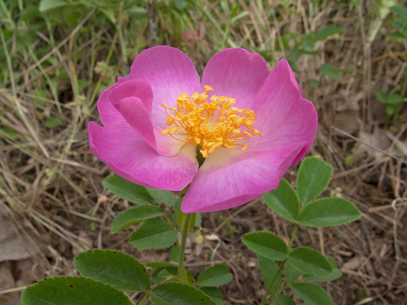 Image of Rosa gallica specimen.