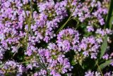 genus Thymus. Соцветия. Армения, обл. Гегаркуник, берег оз. Севан, гора Артаниш, ≈ 2400 м н.у.м., каменистый участок лугового склона. 23.06.2022.