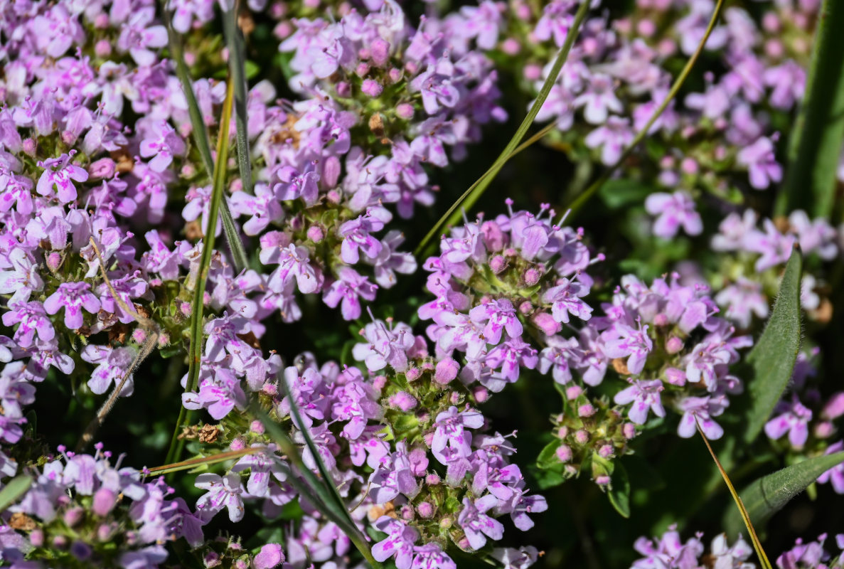 Изображение особи род Thymus.