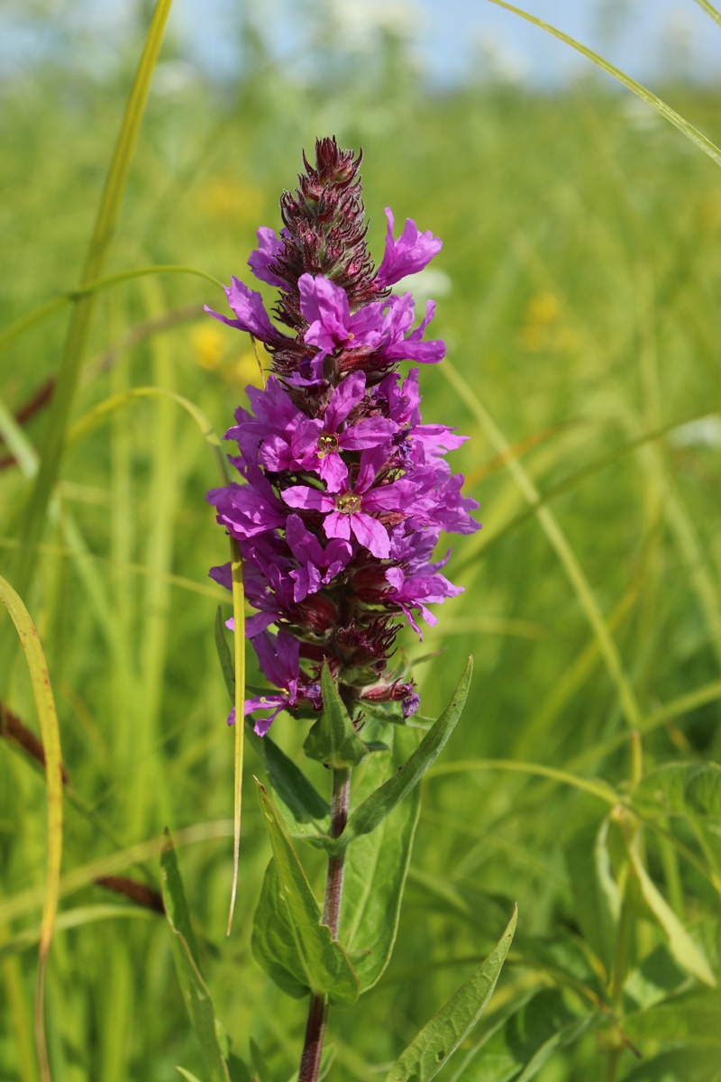 Image of Lythrum salicaria specimen.