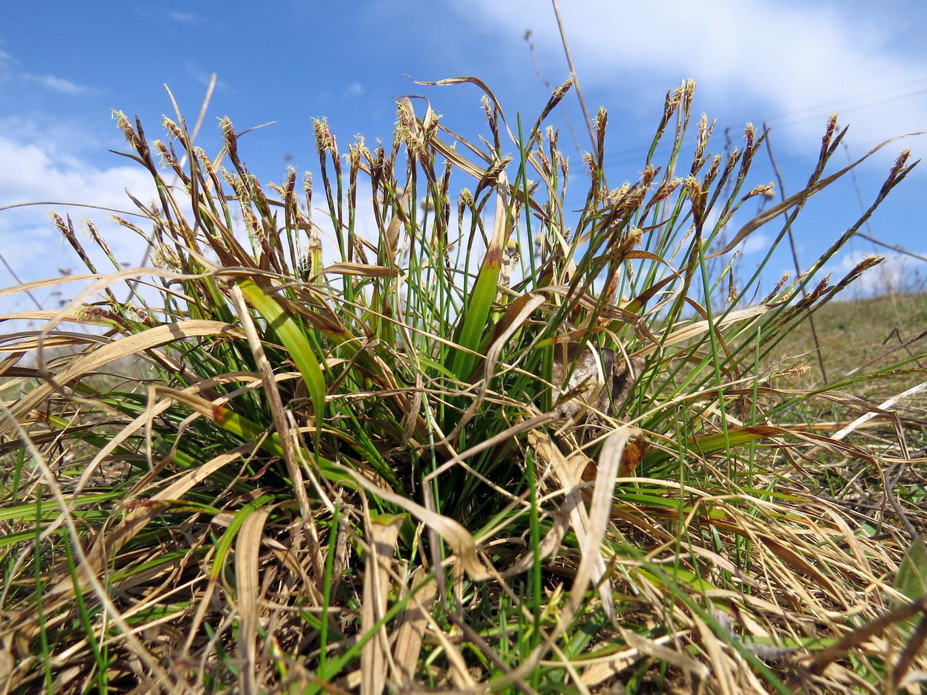 Изображение особи Carex ornithopoda.