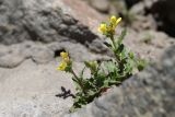 Sisymbrium confertum. Зацветающее растение. Южный берег Крыма, пос. Гурзуф, на подпорной стене. 31.03.2024.