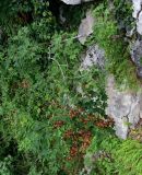 Acer cappadocicum. Вегетирующее растение. Грузия, Имеретия, каньон Окаце, на скале. 15.06.2023.