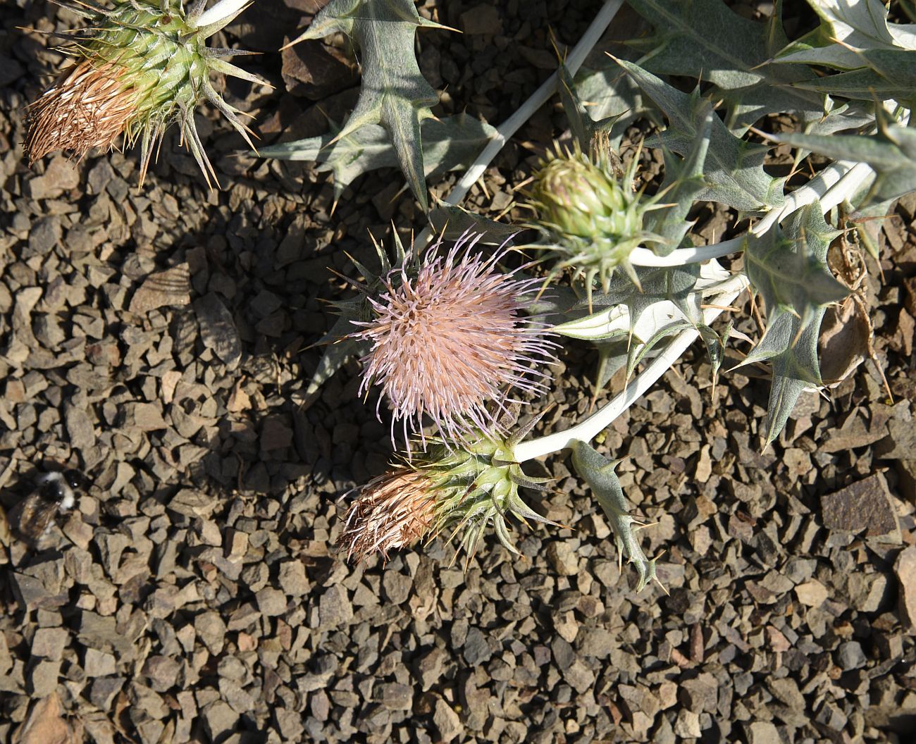 Изображение особи Lamyropsis sinuata.