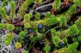 Empetrum sibiricum