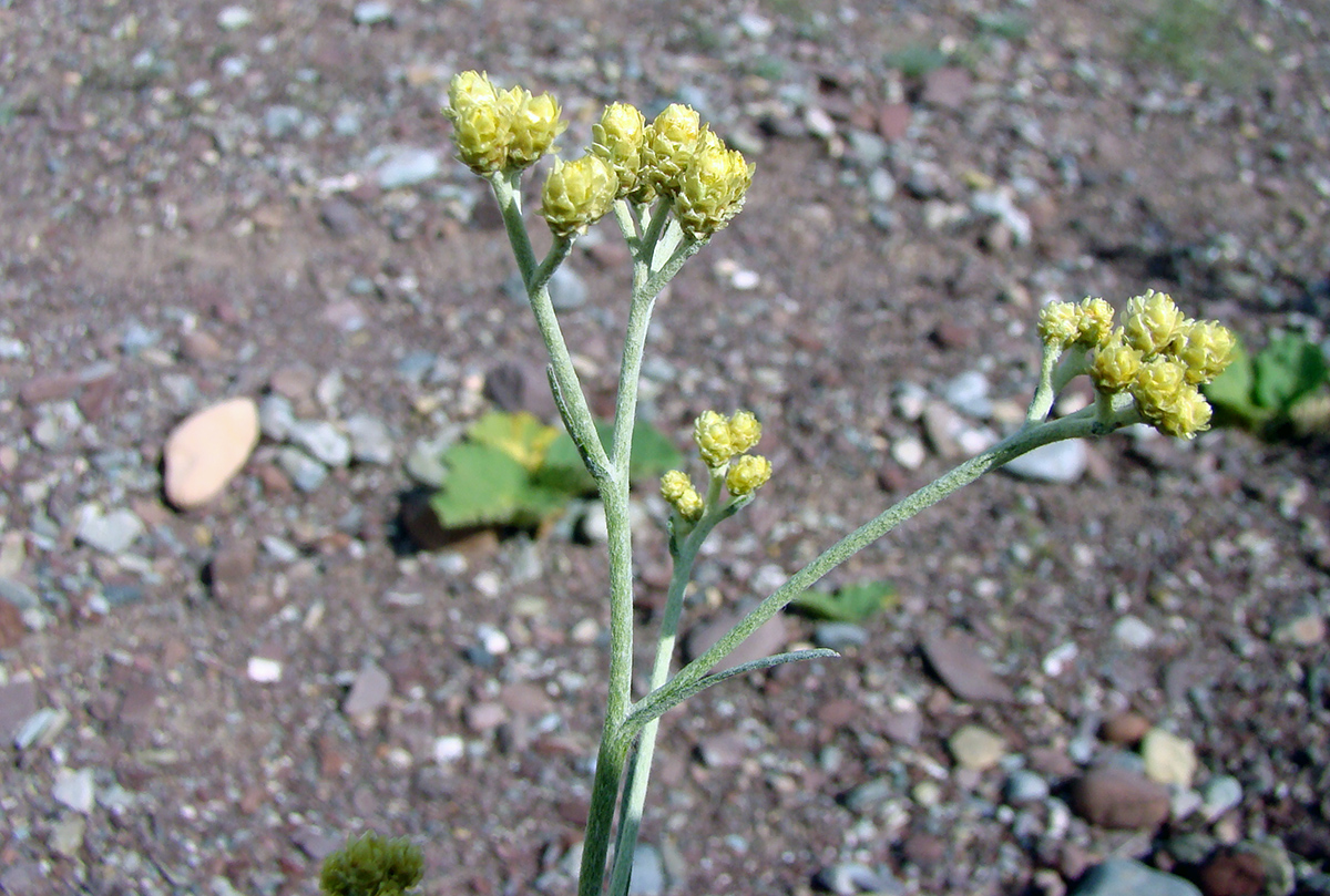 Image of Helichrysum thianschanicum specimen.