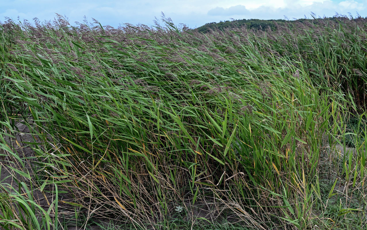 Image of Phragmites australis specimen.