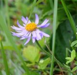 Aster alpinus. Соцветие. Магаданская обл., Примагаданье, мыс Островной, приморский береговой обрыв. 25 июля 2010 г.